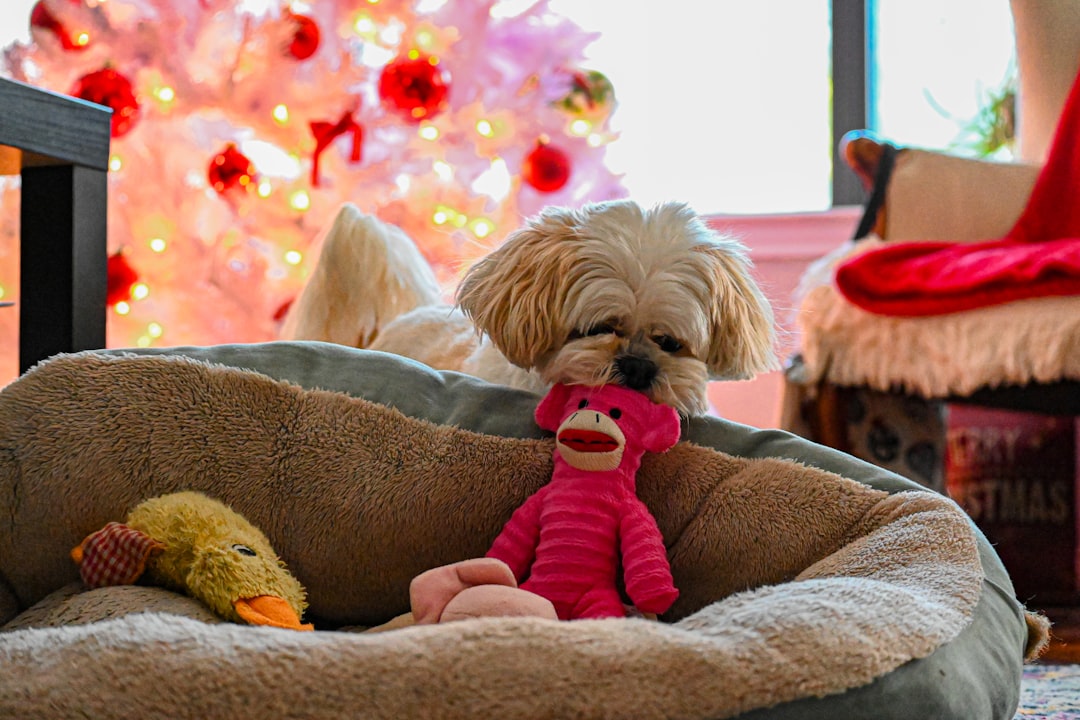 Photo Pet toys